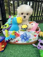 AKC tiny Korean boy , a male Maltese for sale in Yanush, OK – 3 of 7