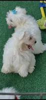 AKC lover boy , a male Maltese for sale in Yanush, OK – 2 of 3