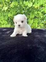 AKC tiny Korean boy , a male Maltese for sale in Yanush, OK – 3 of 10