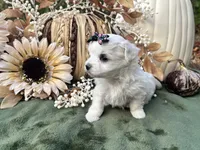 AKC Princess , a female Maltese for sale in Yanush, OK – 2 of 4