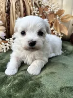 AKC max , a male Maltese for sale in Yanush, OK – 2 of 4