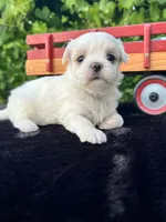 AKC Korean boy , a male Maltese for sale in Yanush, OK – 2 of 8