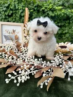 AKC Mia , a female Maltese for sale in Yanush, OK – 4 of 7
