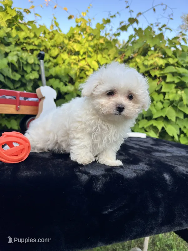 AKC jacks  – Maltese puppy for sale in Yanush, OK
