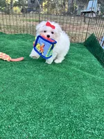 AKC  sunshine , a female Maltese for sale in Yanush, OK – 5 of 5