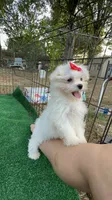 AKC  sunshine , a female Maltese for sale in Yanush, OK – 2 of 5