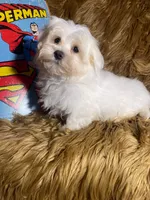 Boo, a male Maltese for sale in Yanush, OK – Photo 7 of 9