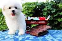 Boo, a male Maltese for sale in Yanush, OK – Photo 2 of 9
