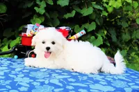 Boo, a male Maltese for sale in Yanush, OK – Photo 1 of 9