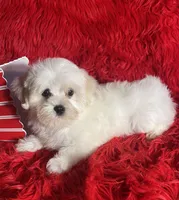 Boo, a male Maltese for sale in Yanush, OK – Photo 6 of 9