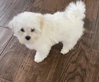 Boo, a male Maltese for sale in Yanush, OK – Photo 9 of 9