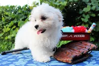 Boo, a male Maltese for sale in Yanush, OK – Photo 3 of 9
