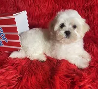 Boo, a male Maltese for sale in Yanush, OK – Photo 5 of 9