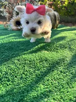 AKC Annie , a female Maltese for sale in Yanush, OK – 6 of 6