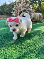 AKC Annie , a female Maltese for sale in Yanush, OK – 5 of 6