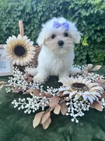 AKC Korean Southern Bell , a female Maltese for sale in Yanush, OK – 2 of 10