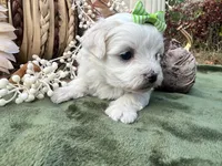 AKC Betty , a female Maltese for sale in Yanush, OK – 3 of 5