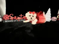 AKC EMMA, a female Maltese for sale in Yanush, OK – Photo 1 of 3