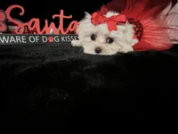 AKC EMMA, a female Maltese for sale in Yanush, OK – Photo 3 of 3