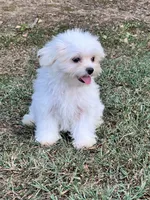 AKC tiny Korean boy , a male Maltese for sale in Yanush, OK – 2 of 7