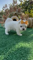 AKC May , a female Maltese for sale in Yanush, OK – 3 of 9
