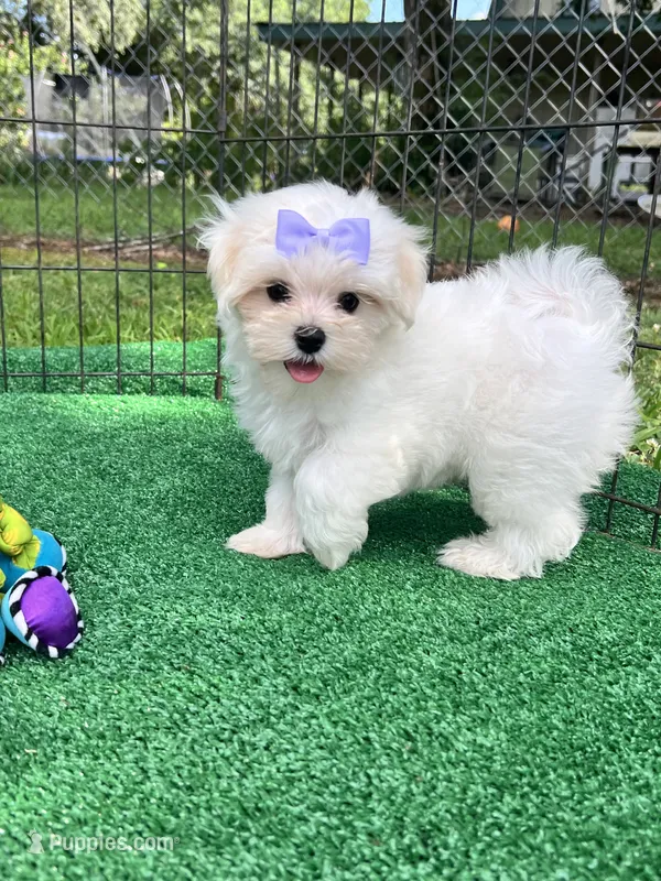 AKC Korean Southern Bell  – Maltese puppy for sale in Yanush, OK