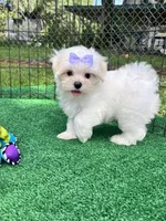 AKC Korean Southern Bell , a female Maltese for sale in Yanush, OK – 1 of 10