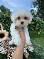 AKC Korean boy , a male Maltese for sale in Yanush, OK – 6 of 9