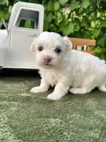 AKC lucky , a male Maltese for sale in Yanush, OK – 3 of 3