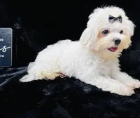 AKC Emma’s girl, a female Maltese for sale in Yanush, OK – Photo 3 of 9