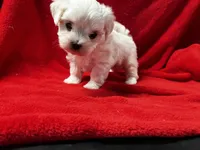 AKC Emma’s girl, a female Maltese for sale in Yanush, OK – Photo 8 of 9
