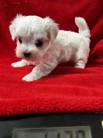 AKC Emma’s girl, a female Maltese for sale in Yanush, OK – Photo 9 of 9