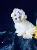 AKC Emma’s girl, a female Maltese for sale in Yanush, OK – Photo 6 of 9