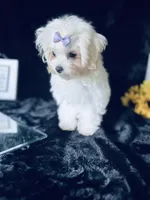 AKC Emma’s girl, a female Maltese for sale in Yanush, OK – Photo 7 of 9