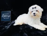 AKC Emma’s girl, a female Maltese for sale in Yanush, OK – Photo 4 of 9