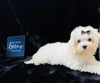 AKC Emma’s girl, a female Maltese for sale in Yanush, OK – Photo 1 of 9