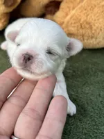 AKC tiny Korean boy , a male Maltese for sale in Yanush, OK – 6 of 10