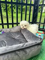 AKC tiny Korean boy , a male Maltese for sale in Yanush, OK – 2 of 7