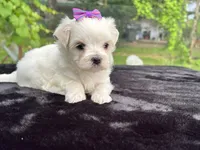 AKC Korean Southern Bell , a female Maltese for sale in Yanush, OK – 2 of 5