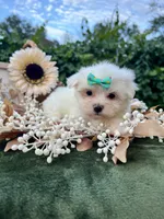 AKC  sunshine , a female Maltese for sale in Yanush, OK – 2 of 5