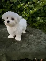 AKC Bobo, a male Maltese for sale in Yanush, OK – 2 of 10