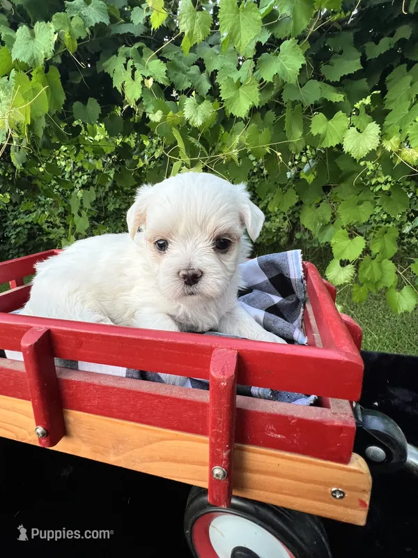 AKC Korean boy  – Maltese puppy for sale in Yanush, OK