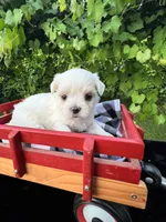 AKC Korean boy , a male Maltese for sale in Yanush, OK – 1 of 8