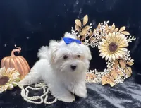 AKC Mia , a female Maltese for sale in Yanush, OK – 2 of 3