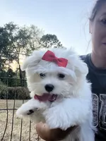 AKC  sunshine , a female Maltese for sale in Yanush, OK – 3 of 5
