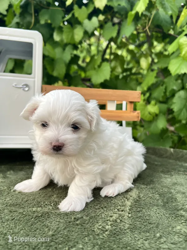 AKC jacks  – Maltese puppy for sale in Yanush, OK