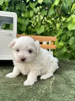 AKC jacks , a male Maltese for sale in Yanush, OK – 1 of 3