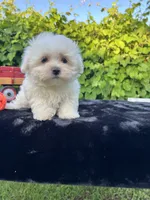 AKC jacks , a male Maltese for sale in Yanush, OK – 2 of 6