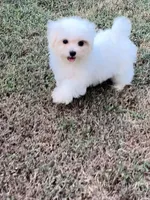 AKC tiny Korean boy , a male Maltese for sale in Yanush, OK – 3 of 7