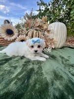 Ack Grace , a female Maltese for sale in Yanush, OK – 3 of 5